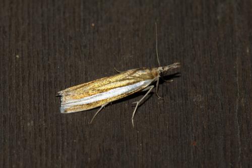 Crambus unistriatellus